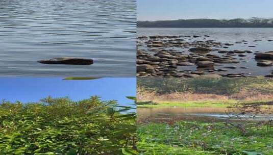 多镜头拍摄冬季河流小溪湿地植物高清在线视频素材下载