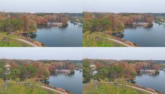 上海秋天风景 共青森林公园秋景高清在线视频素材下载