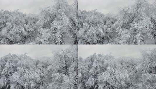 西岭雪山 雪景 大雪覆盖的自然风光 航拍高清在线视频素材下载