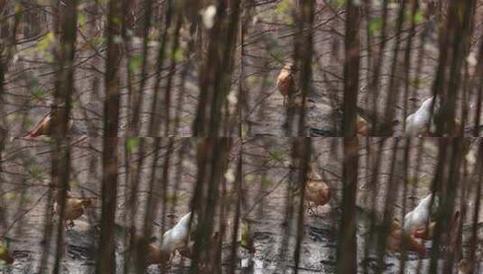 高山竹林山林生态散养鸡养鸡场高清在线视频素材下载