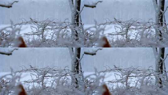 冬季森林里 大雪覆盖的树林高清在线视频素材下载