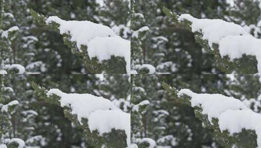 冬天下雪唯美雪景松树枝头被雪覆盖高清在线视频素材下载