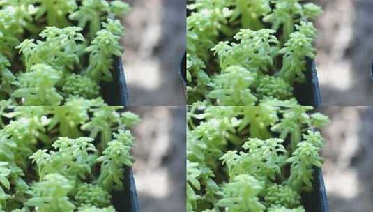 绿色 盆栽 多花瓣植物 生命力 生机高清在线视频素材下载