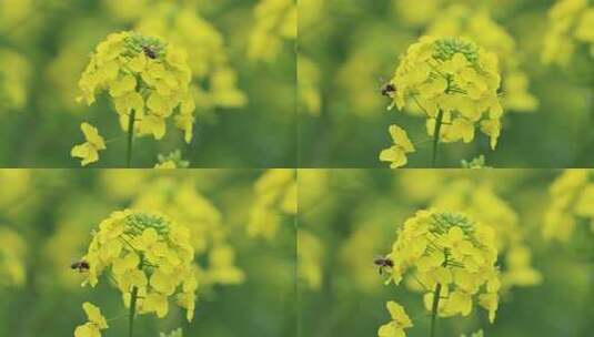 油菜花蜜蜂采蜜高清在线视频素材下载