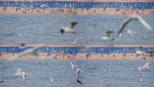 大海海面飞翔的海鸥高清在线视频素材下载