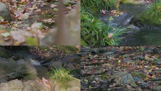 秋日落叶与溪水水流与灰鹡鸰鸟小鸟高清在线视频素材下载