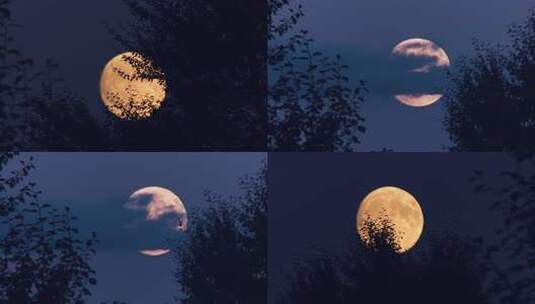 透过树叶拍摄的满月夜景高清在线视频素材下载