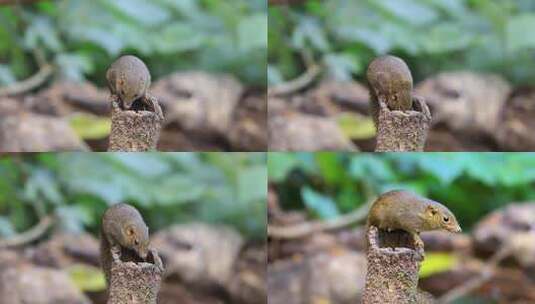 可爱的树鼩、松鼠 、小松鼠进食特写高清在线视频素材下载