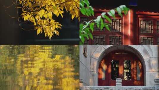 阳光下的金黄树叶高清在线视频素材下载