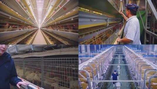高清现代化养殖高清在线视频素材下载