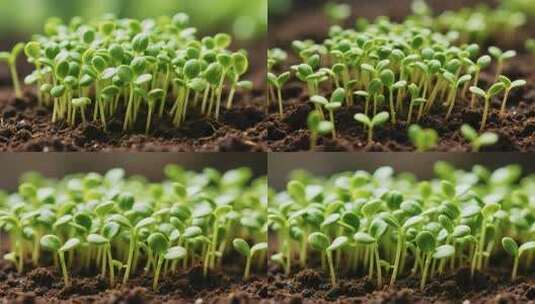 幼苗生长微距画面高清在线视频素材下载