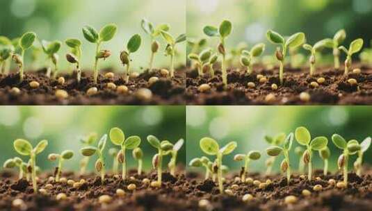 土壤中幼苗生长特写素材高清在线视频素材下载