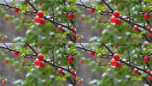 枝头覆雪的红色果实高清在线视频素材下载