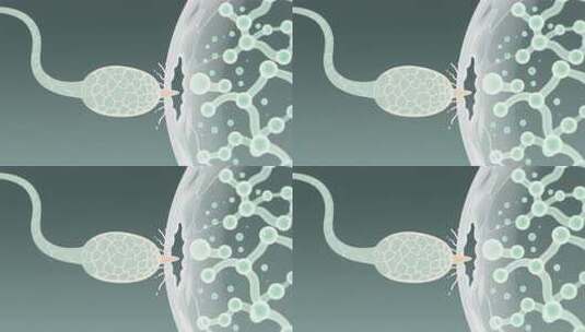 精子与细胞结合微观素材高清在线视频素材下载