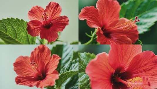 红色花朵微距特写高清在线视频素材下载