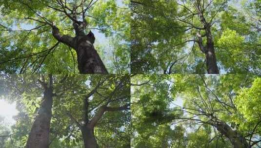 大树阳光树叶高清在线视频素材下载