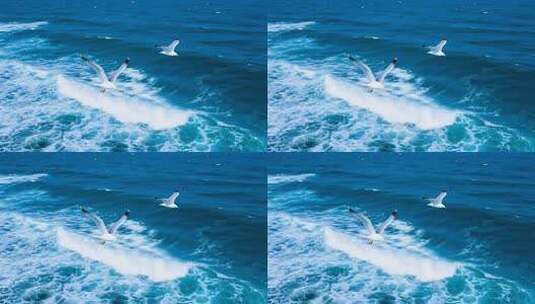 海面上飞翔的海鸥高清在线视频素材下载