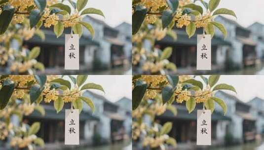 立秋时节金桂花枝特写高清在线视频素材下载