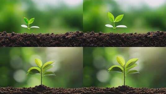 土壤中幼苗生长高清在线视频素材下载