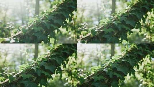 处暑白露森林藤蔓清新自然生态视频高清在线视频素材下载