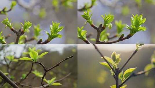 春日嫩芽生长特写高清在线视频素材下载