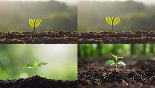 土壤中幼苗生长特写高清在线视频素材下载