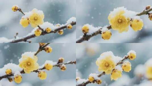 雪中绽放的黄色梅花特写高清在线视频素材下载