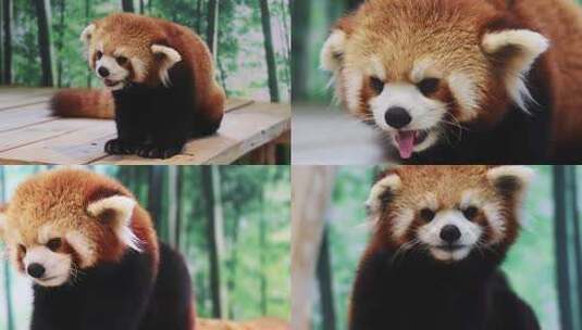 哈尔滨极地公园可爱小熊猫的日常高清在线视频素材下载