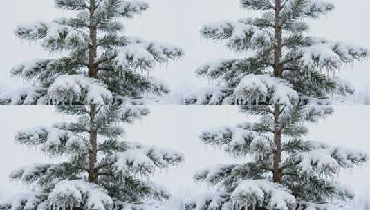 冬季严寒松树枝头积雪冰挂唯美特写视频高清在线视频素材下载