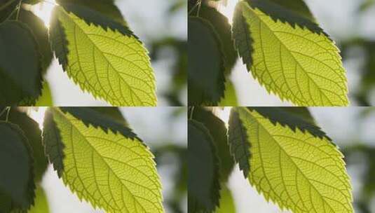 阳光下透光的绿色树叶高清在线视频素材下载