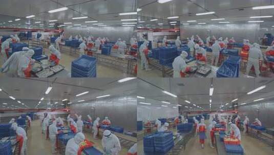 海参加工生产线工人在流水线上处理海鲜制品高清在线视频素材下载