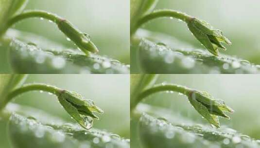 白露绿叶露珠清新自然微距视频高清在线视频素材下载