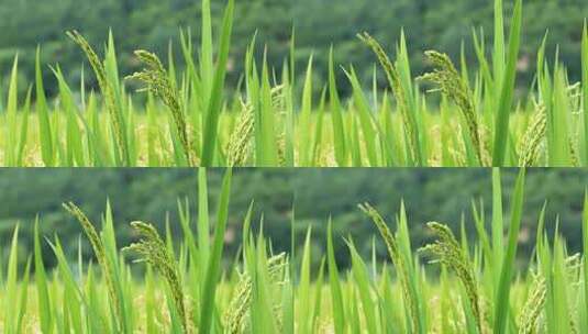 稻田稻穗特写高清在线视频素材下载