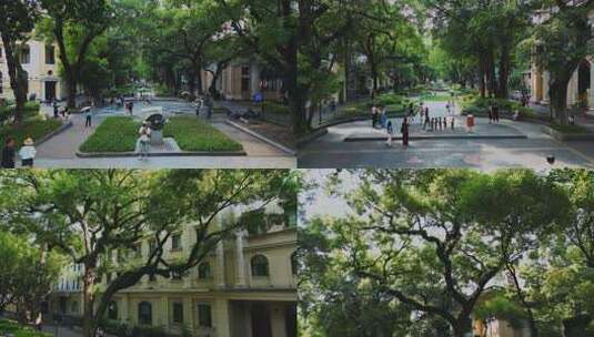 广州沙面岛 古树和欧式建筑群高清在线视频素材下载