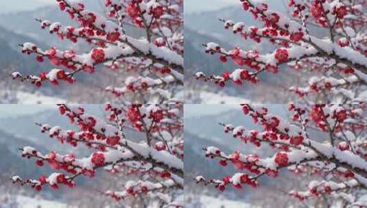 雪中绽放的红色梅花高清在线视频素材下载