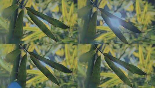 院子里的竹子竹林竹影毛竹高清在线视频素材下载