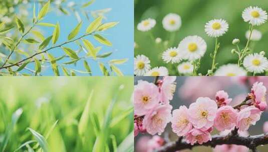 春天景色春光鸟语花香鲜花春风高清在线视频素材下载