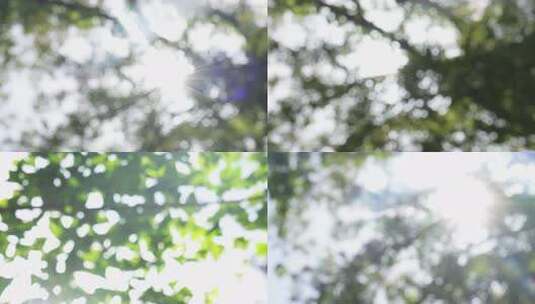 合集阳光透过树叶的唯美光斑高清在线视频素材下载