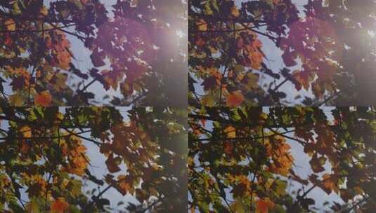 南方冬天 红花槭 金黄树叶摇曳 阳光光斑高清在线视频素材下载