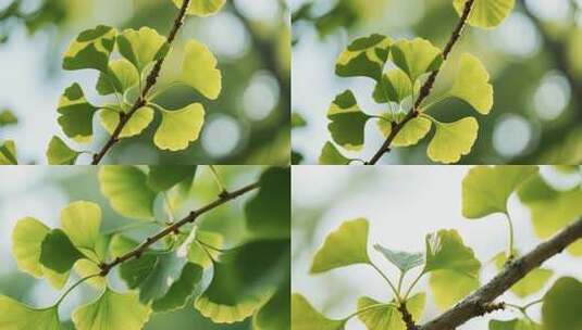 特写银杏树叶与阳光高清在线视频素材下载