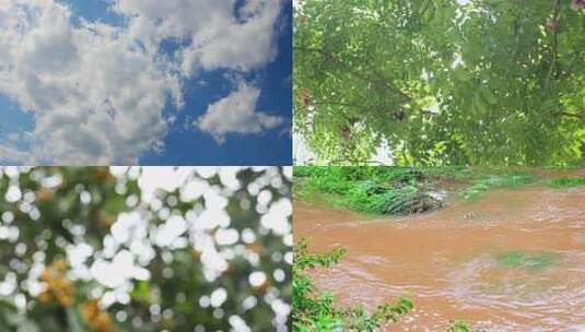 阳光森林树叶夏日自然大自然树林夏天夏季高清在线视频素材下载