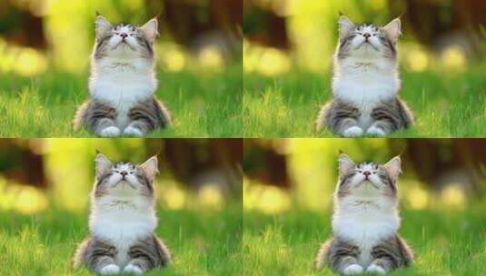 草地上享受阳光的可爱小猫咪高清在线视频素材下载