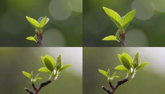 嫩绿新芽生长特写素材高清在线视频素材下载