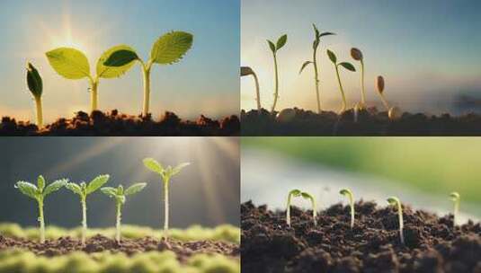 种子幼苗破土而出高清在线视频素材下载