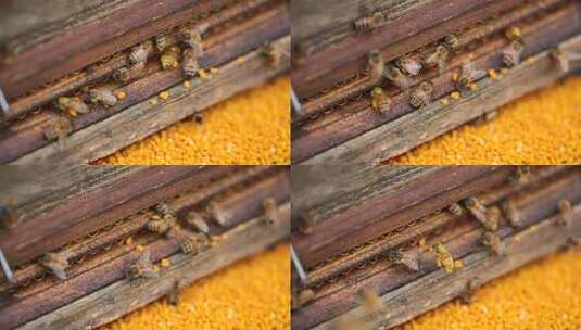 蜂巢旁忙碌的蜜蜂特写高清在线视频素材下载