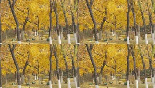 金黄树叶秋季风光秋天树林黄叶空镜口播素材高清在线视频素材下载