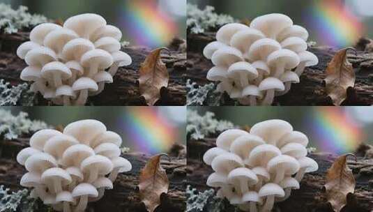 木头上生长的白色蘑菇特写高清在线视频素材下载