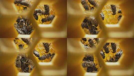 蜜蜂家族在蜂巢内工作高清在线视频素材下载