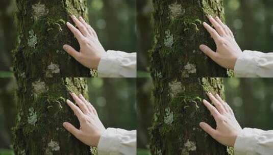 触摸森林树木苔藓自然环保概念视频高清在线视频素材下载