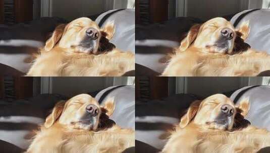 慵懒金毛犬阳光下惬意午睡高清在线视频素材下载